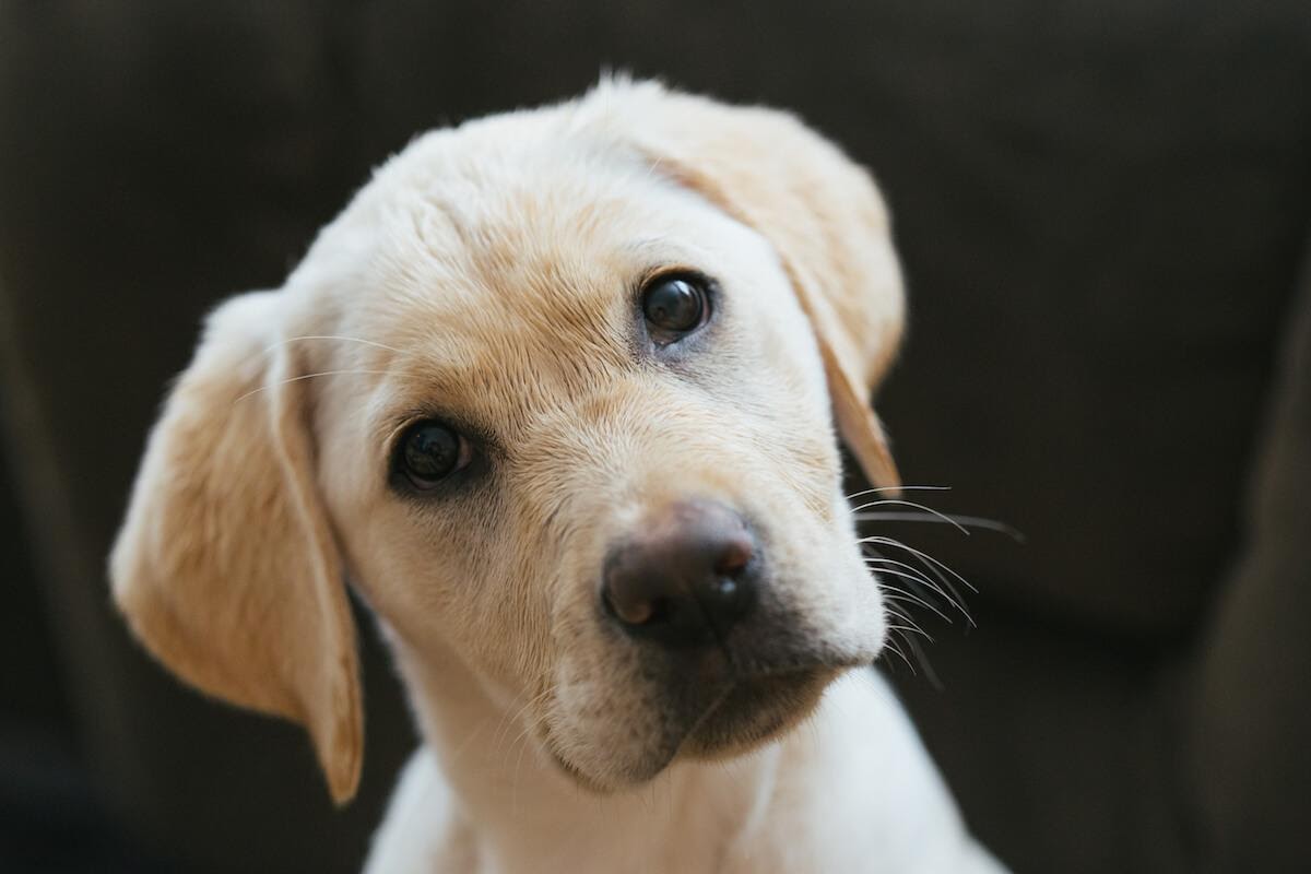 Cane Piega La Testa Da Un Lato